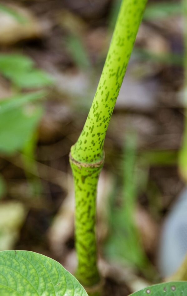A close up of the stem of a plant