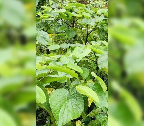 A close up of green leaves on the ground