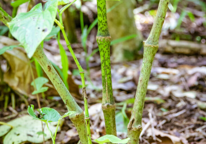 A close up of some plants in the woods