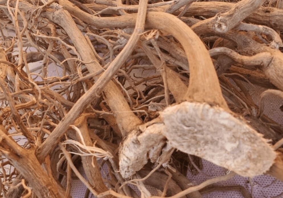 Close-up of a pile of dried roots.