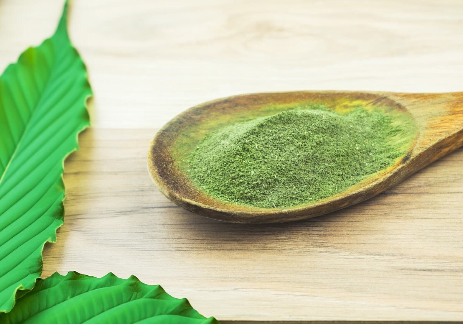 Kava Kava powder in wooden spoon, a natural medicinal plant for relaxation used as a drink